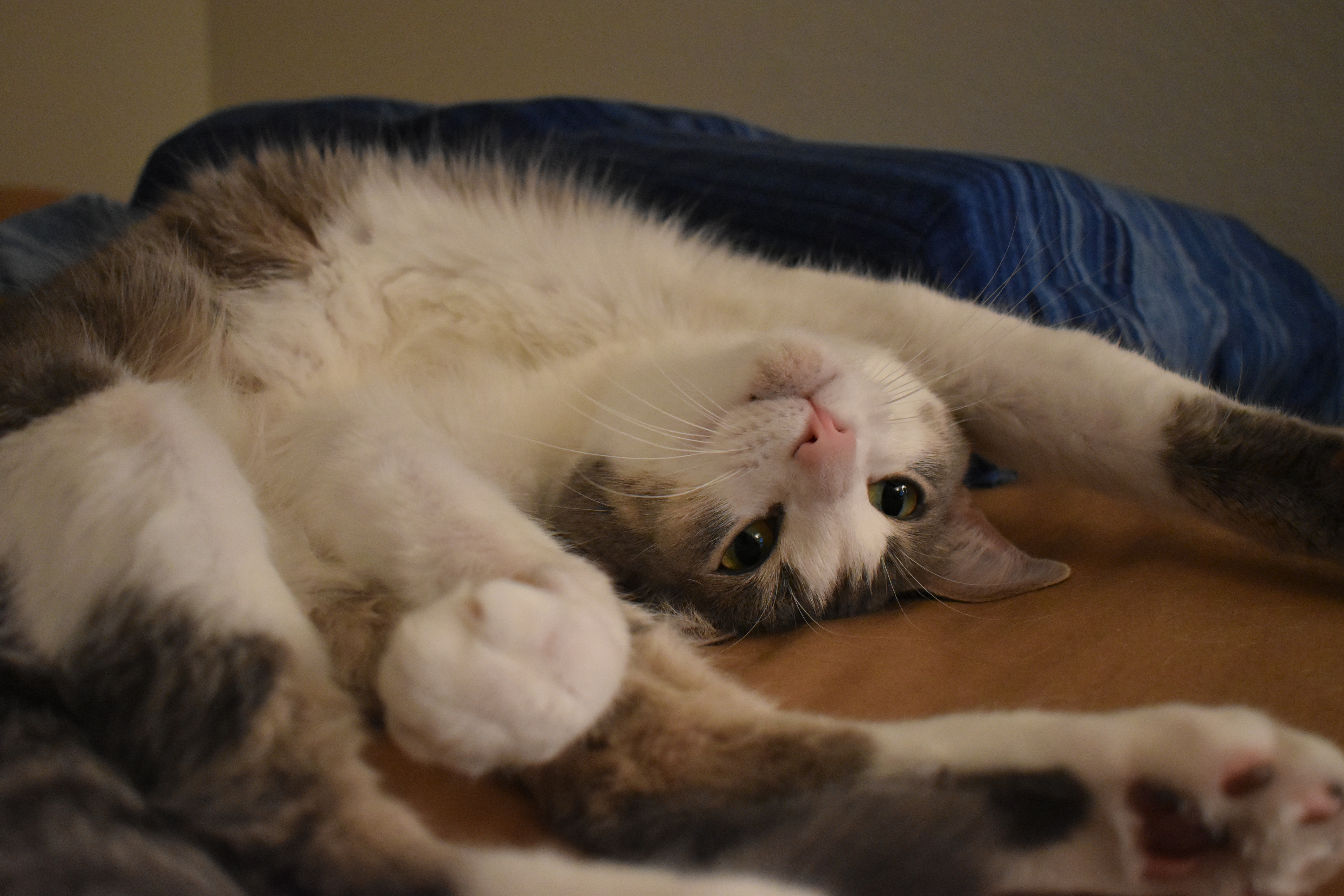 DSC_1133.JPEG